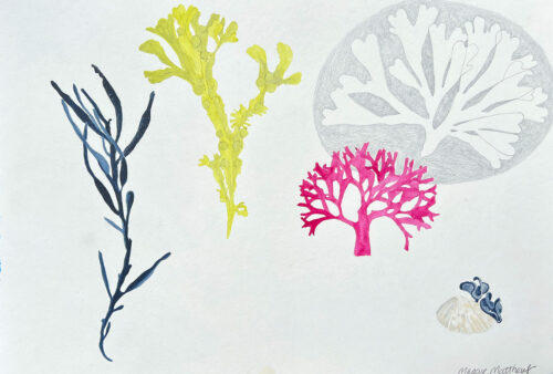 Estudio sobre las algas marinas